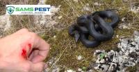 Sams Snake Control Hobart image 10